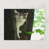 Weiße Katze in Bäumen Postkarte (Vorderseite)