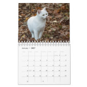 Weiße Katze Kalender (Jan 2027)