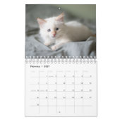 Weiße Katze Kalender (Feb 2027)