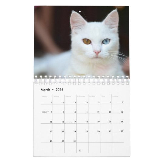 Weiße Katze Kalender (Mär 2026)