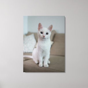 Weiße Katze Leinwanddruck