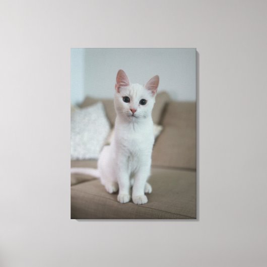Weiße Katze Leinwanddruck (Vorderseite)