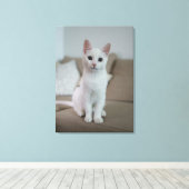 Weiße Katze Leinwanddruck (Insitu (Holzboden))