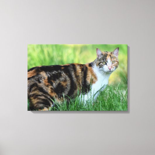 Weiße Katze Leinwanddruck (Vorderseite)