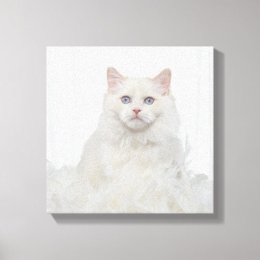 Weiße Katze mit Federn Leinwanddruck (Vorderseite)