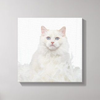 Weiße Katze mit Federn Leinwanddruck
