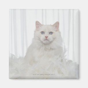 Weiße Katze mit Federn Magnet
