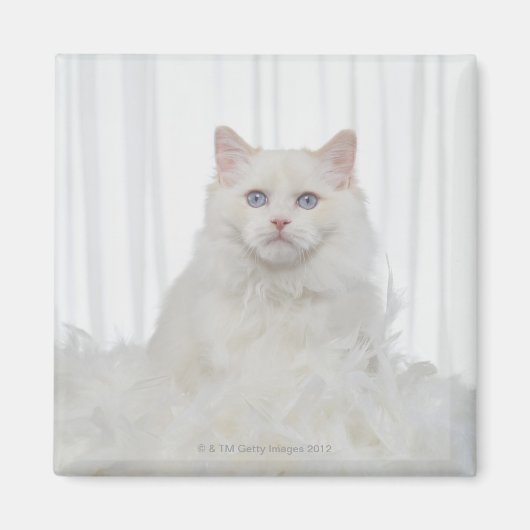 Weiße Katze mit Federn Magnet (Vorne)
