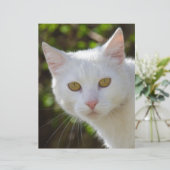 Weiße Katze mit gelben Augen (Stehend Vorderseite)