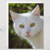 Weiße Katze mit gelben Augen (Vorne/Hinten)