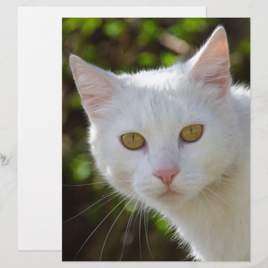Weiße Katze mit gelben Augen (Vorne/Hinten)