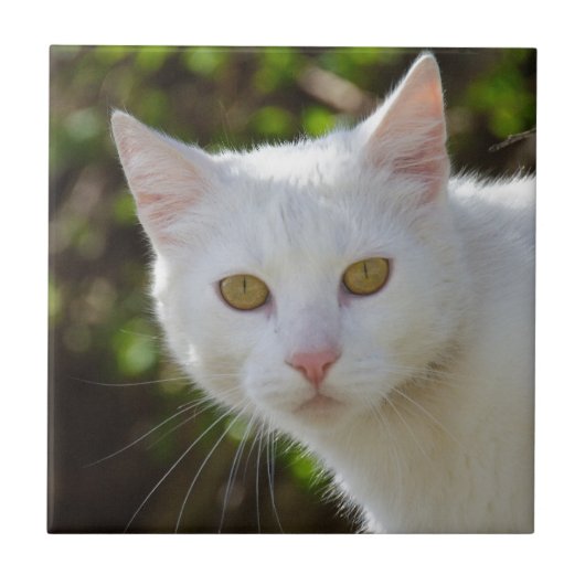 Weiße Katze mit gelben Augen Fliese (Vorderseite)