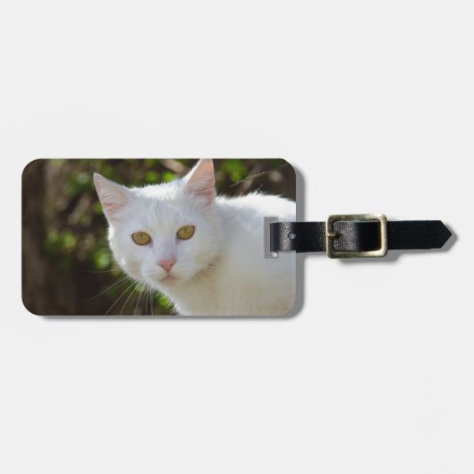 Weiße Katze mit gelben Augen Gepäckanhänger (Vorderseite horizontal)