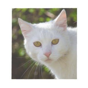 Weiße Katze mit gelben Augen Notizblock