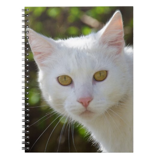 Weiße Katze mit gelben Augen Notizblock (Vorderseite)