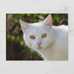 Weiße Katze mit gelben Augen Postkarte
