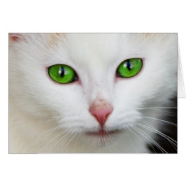 Weiße Katze mit grünen Augen