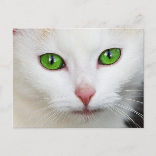 Weiße Katze mit grünen Augen Postkarte (Vorderseite)