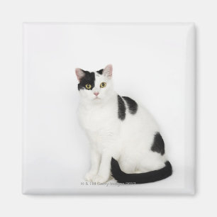 Weiße Katze mit schwarzen Flecken Magnet