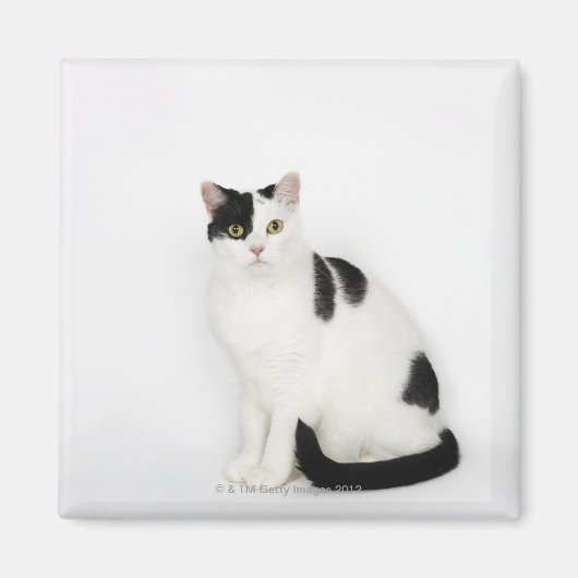 Weiße Katze mit schwarzen Flecken Magnet (Vorne)