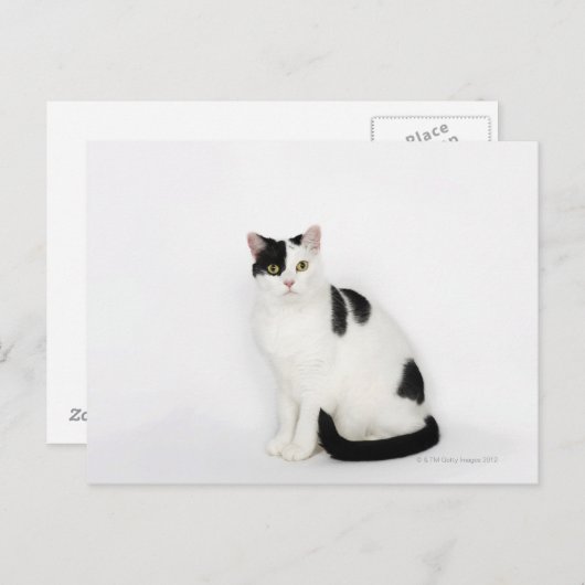 Weiße Katze mit schwarzen Flecken Postkarte (Vorne/Hinten)