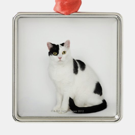 Weiße Katze mit schwarzen Flecken Silbernes Ornament (Vorne)