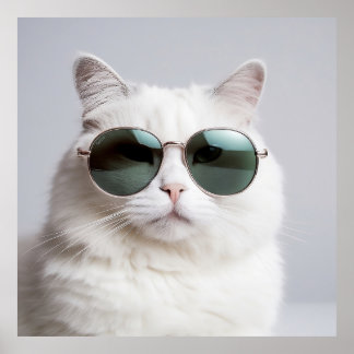 Weiße Katze mit Sonnenbrille, coole Katze, hübsche Poster