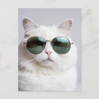 Weiße Katze mit Sonnenbrille, coole Katze, hübsche Postkarte
