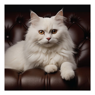 Weiße Katze Poster