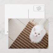 Weiße Katze sitzt auf Matte Postkarte (Vorne/Hinten)