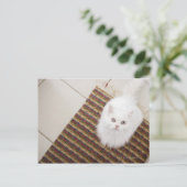 Weiße Katze sitzt auf Matte Postkarte (Stehend Vorderseite)
