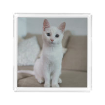 Weiße Katze | Zazzle_Growshop.