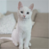 Weiße Katze | Zazzle_Growshop. Aufkleber (Vorderseite)