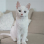 Weiße Katze | Zazzle_Growshop. Aufkleber (Vorderseite)