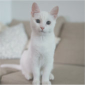 Weiße Katze | Zazzle_Growshop. Aufkleber (Vorderseite)