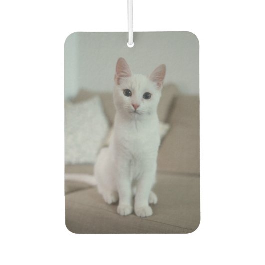 Weiße Katze | Zazzle_Growshop. Autolufterfrischer (Vorderseite)