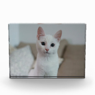 Weiße Katze   Zazzle_Growshop. Fotoblock