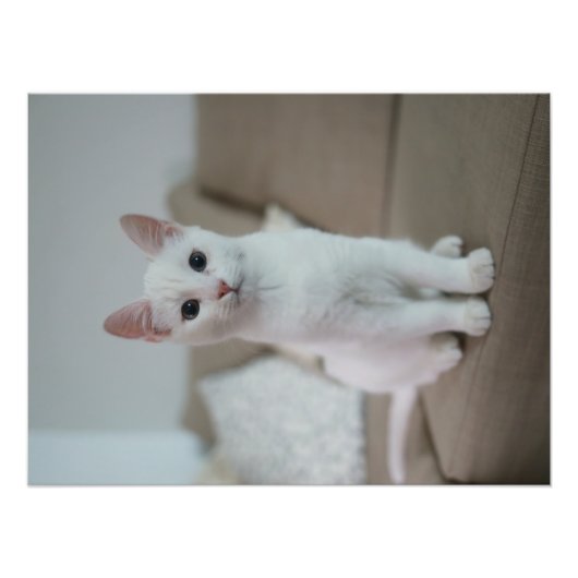 Weiße Katze | Zazzle_Growshop. Fotodruck (Vorne)