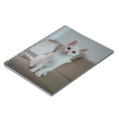 Weiße Katze | Zazzle_Growshop. Notizblock (Linke Seite)