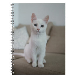 Weiße Katze | Zazzle_Growshop. Notizblock