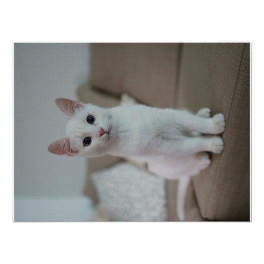 Weiße Katze | Zazzle_Growshop. Poster (Vorderseite)