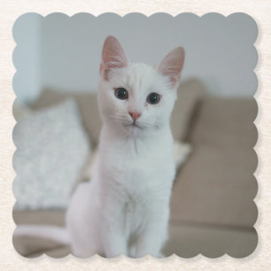 Weiße Katze   Zazzle_Growshop. Untersetzer