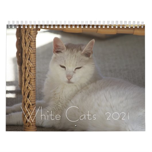 Weiße Katzen 2021 Kalender (Titelbild)
