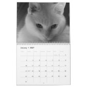 Weiße Katzen 2021 Kalender (Jan 2027)