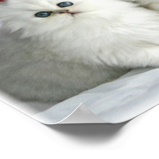Weiße Katzen Poster (Ecke)