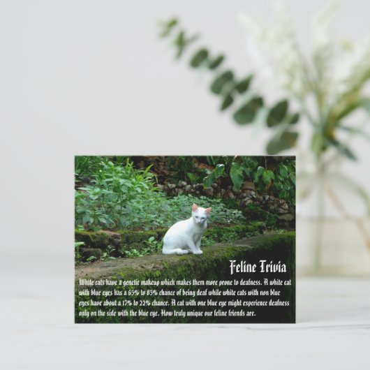 Weiße Katzen Postkarte (Stehend Vorderseite)