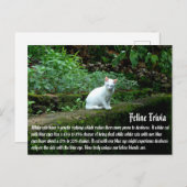 Weiße Katzen Postkarte (Vorne/Hinten)