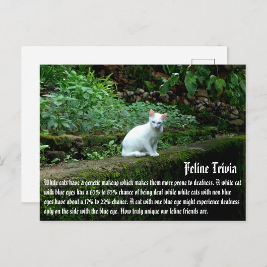Weiße Katzen Postkarte (Vorne/Hinten)