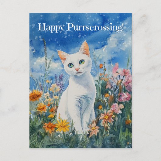 Weiße Katzenüberquerung - Postkarte (Vorderseite)