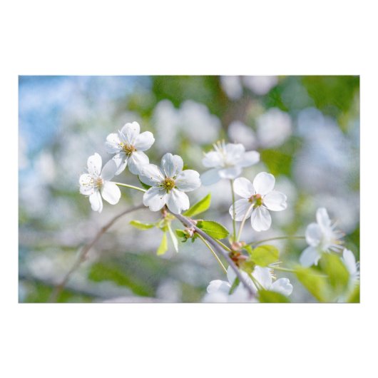 Weiße Kirschblüte Fotodruck (Vorne)